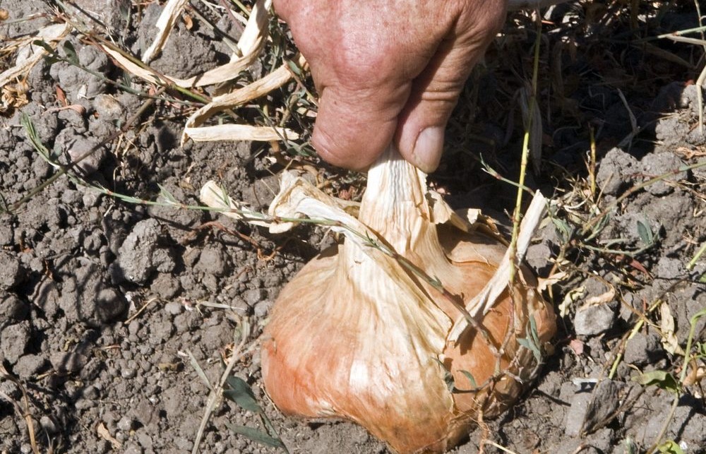 Sagra Della Cipolla Dorata Di Banari Ogliastra Vistanet