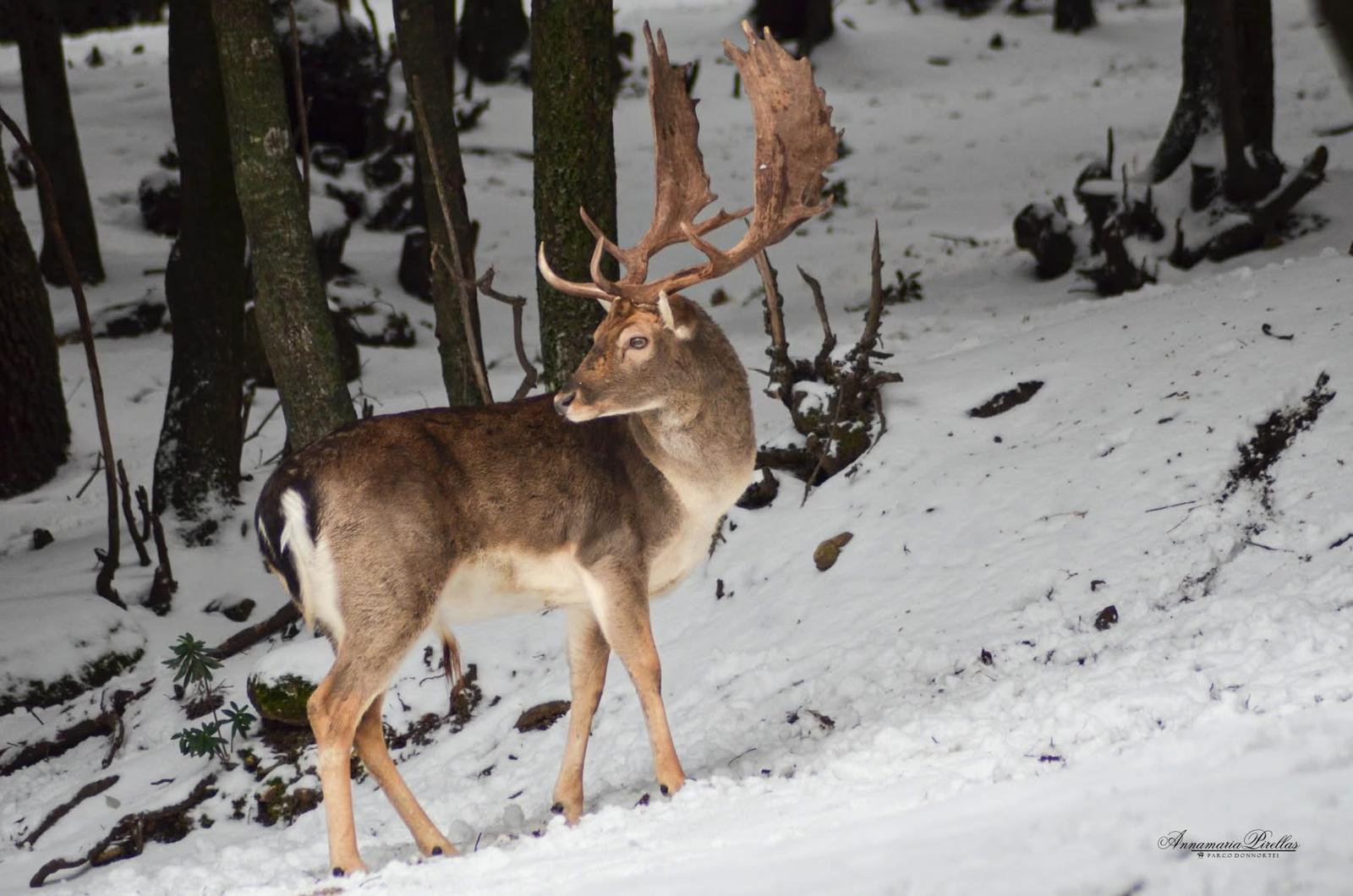 Una Fiaba Chiamata Fonni Il Parco Donnortei Innevato Tra Daini E