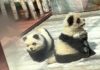 In uno zoo cinese i panda abbaiano: in realtà sono cani truccati