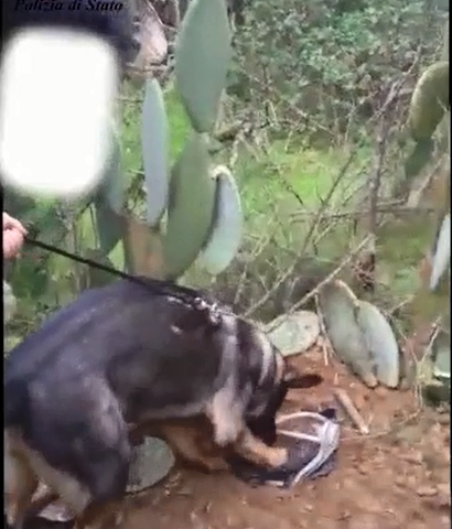 Serramanna: 3,5 kg di droga in giardino. Scovata dal fiuto di Odry, un cane della polizia (VIDEO)