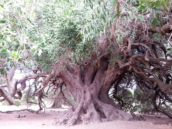 In Sardegna si trova l’albero più antico d’Italia: un olivastro di 4mila anni
