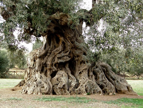 Lo sapevate? A Villamassargia c’è S’Ortu Mannu: 700 ulivi ultrasecolari piantati nel Medioevo