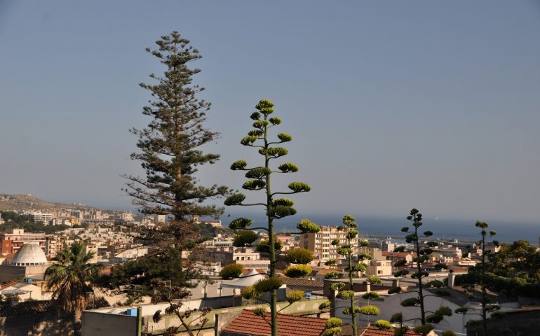 Lo sapevate? L’albero più alto della Sardegna si trova a Cagliari: è un’araucaria ultracentenaria