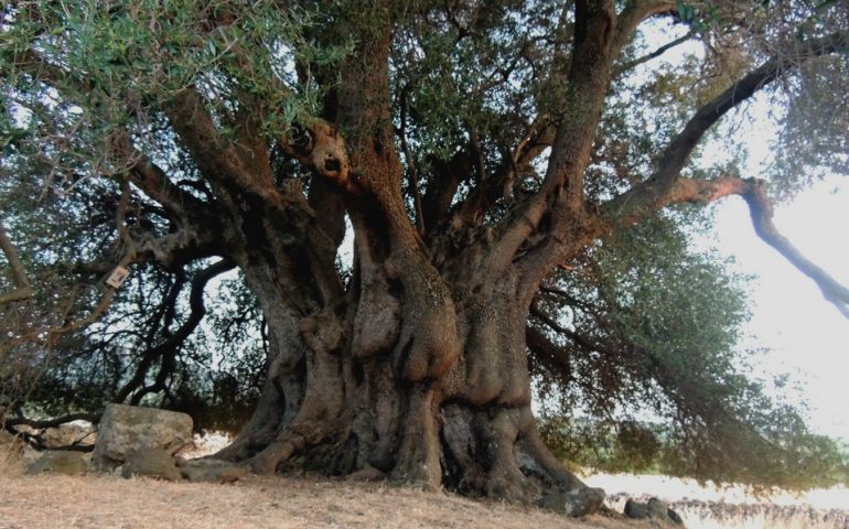 Lo sapevate? A Cuglieri vive un magnifico olivastro millenario che ha una circonferenza di oltre dieci metri