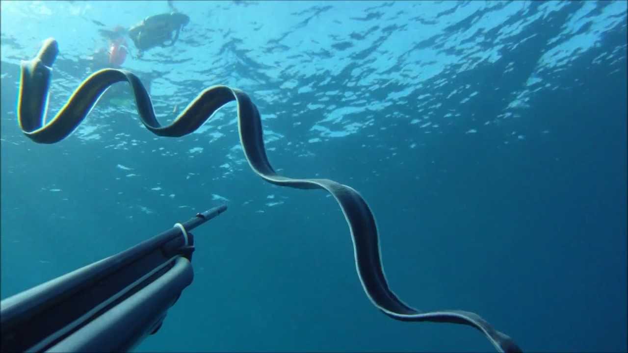 Lepri Di Mare A Giorgino Nel Video L Affascinante Volo Di Un Mollusco Elegante Cagliari Vistanet