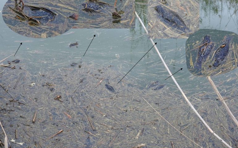 Bracconaggio: decine di migliaia di storni uccisi a Molentargius. E’ allarme uccellagione
