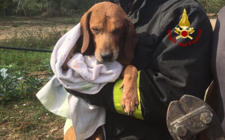 Villamassargia: un cane resta incastrato con la testa in un’inferriata. Liberato dai Vigili del Fuoco