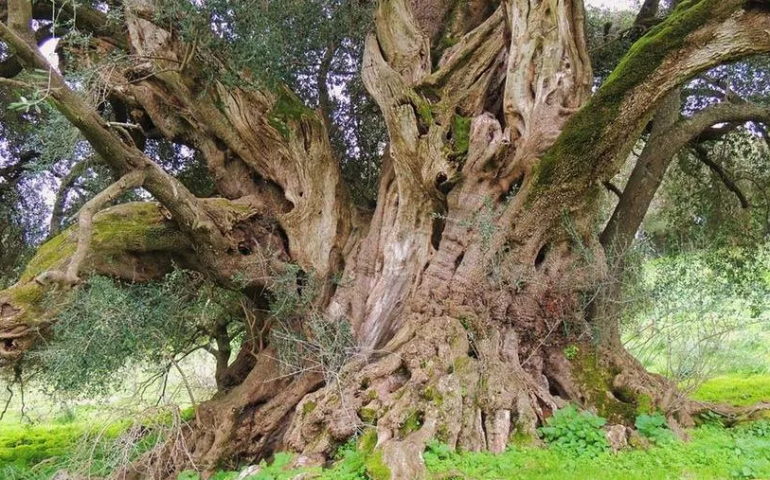 L’essere vivente più vecchio d’Italia è in Sardegna: è un ulivastro di oltre 4mila anni