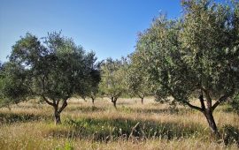 ulivi-ulivo-oliveto-oliveti-alberi