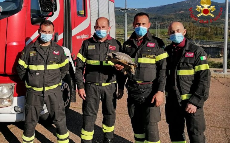 Tartaruga terrestre salvata dai Vigili del Fuoco a Siniscola