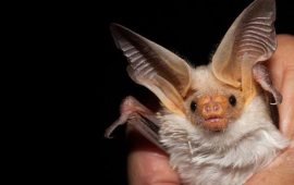 Lo sapevate? In Sardegna vive un pipistrello che è l’unica specie animale endemica d’Italia