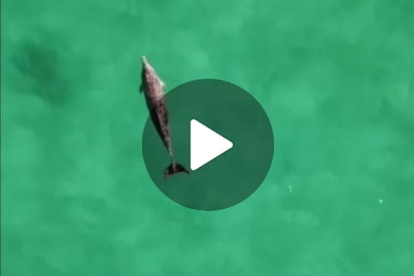 delfino-poetto-cagliari