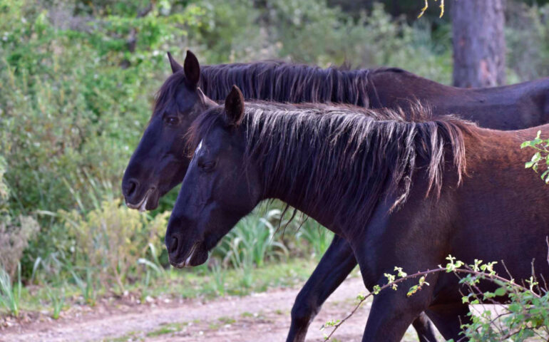 Cavallo del Sardcidano - Fodo di Biodiversità Sardegna (1)