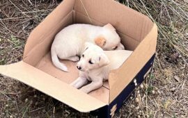 Sterilizzazione cani di proprietà: è finalmente online il bando regionale. Ecco come fare domanda