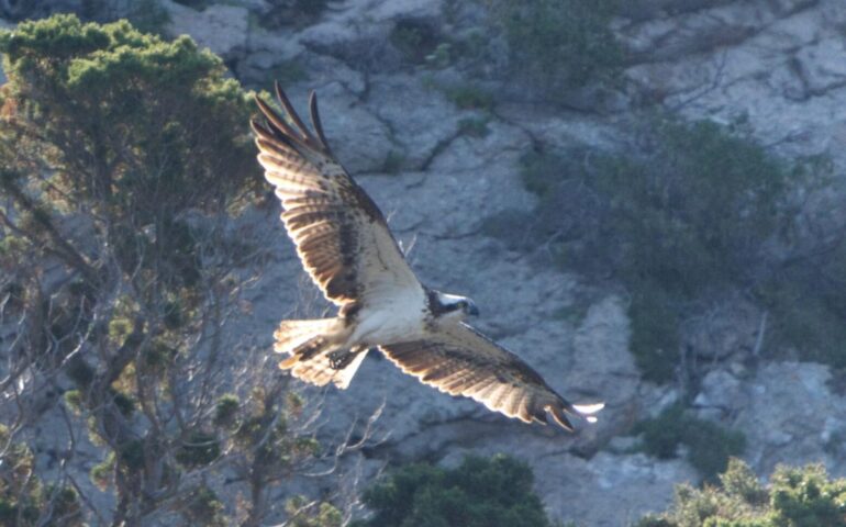 Falco Pescatore in Sardegna, nuova straordinaria scoperta: avvistato nuovo nido e pulli neonati