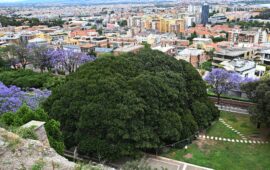 Lo straordinario ficus magnolioide dei Giardini pubblici visto dall’alto nello scatto di Dietrich Steinmetz
