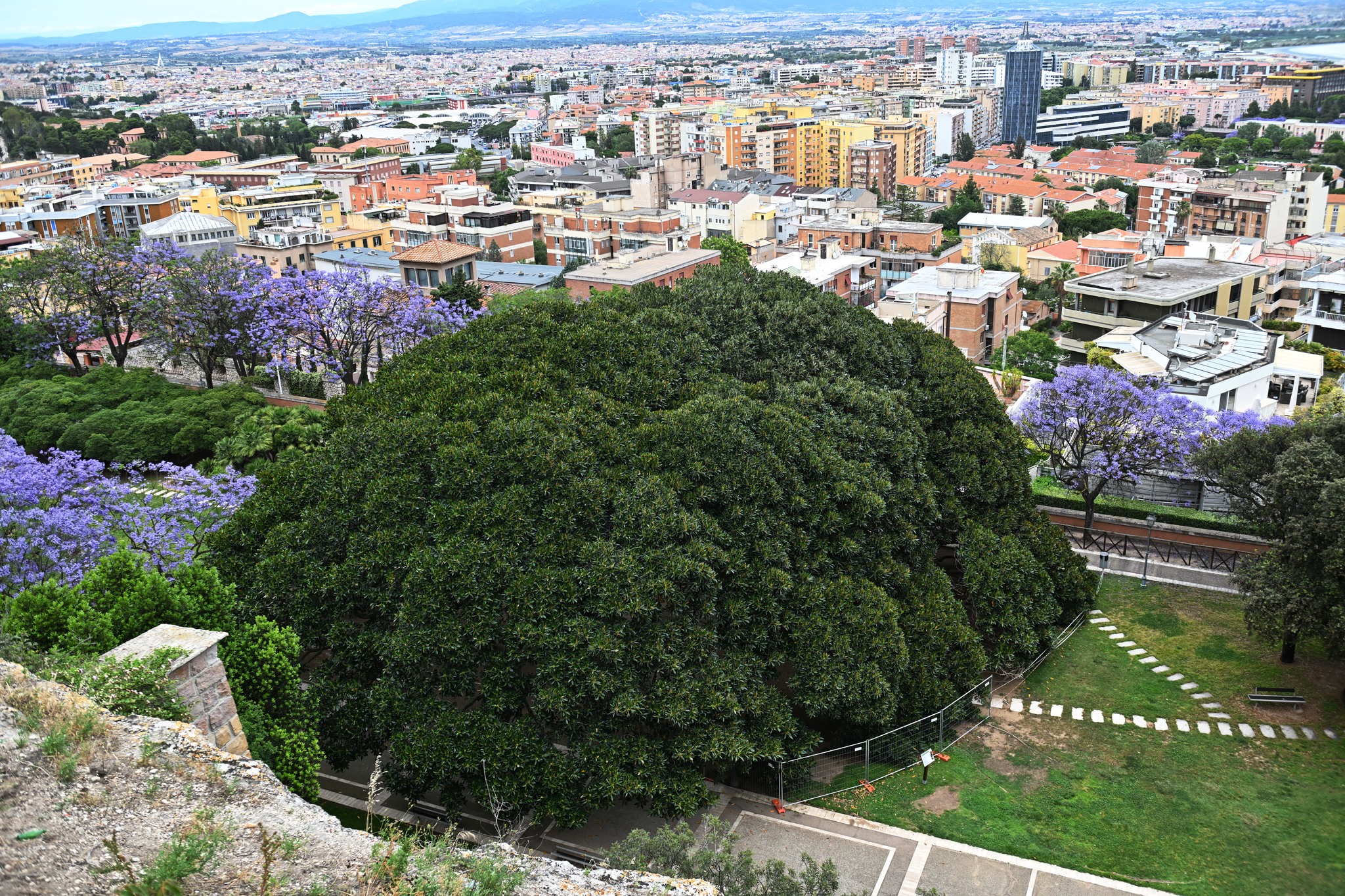 Lo straordinario ficus magnolioide dei Giardini pubblici visto dall'alto nello scatto di Dietrich Steinmetz