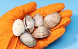 Fresh clams on human hand in glove on blue background. Seafood industry