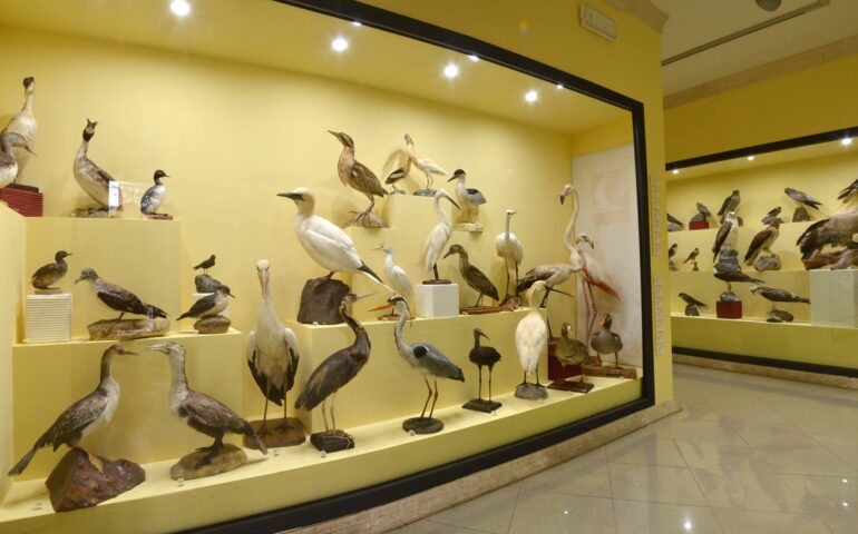 Lo sapevate? Nel piccolissimo paese di Siddi esiste il Museo Ornitologico, l’unico della Sardegna