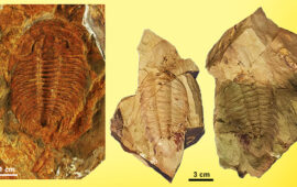 Due specie di trilobiti del Cambriano inferiore della Sardegna. A sinistra Dolerolenus zoppi dell’area di Iglesias (Museo Sardo di Geologia e Paleontologia D. Lovisato di Cagliari), a destra Dolerolenus courtessolei dell’area di Gonnesa (Museo PAS - E.A. Martel di Carbonia).