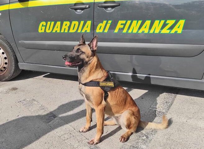 Addio a Demon, il cane eroe della Guardia di Finanza di Cagliari, uno dei  cani antidroga più efficienti | Cagliari - Vistanet