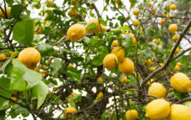 Lo sapevate? A Firenze la Limonaia Segreta di Boboli è un rifugio esotico di piante rarissime