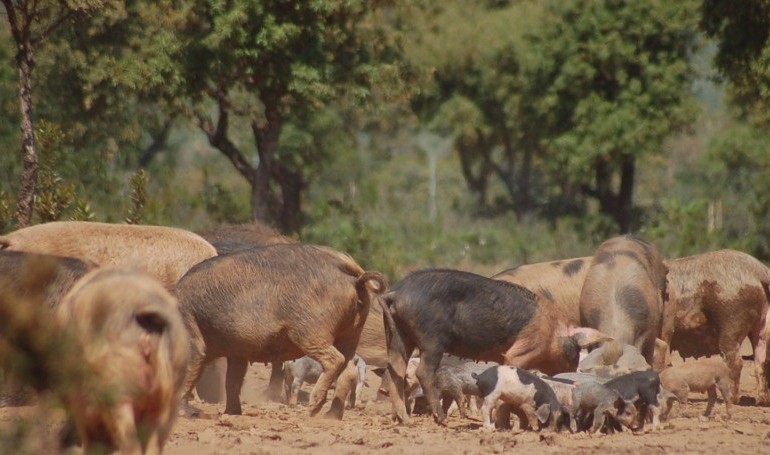 Orgosolo, abbattute alcune decine di maiali allo stato brado illegale