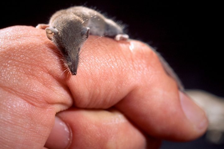 Lo sapevate? In Sardegna abita il mammifero più piccolo del mondo