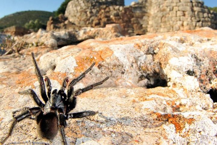 Lo sapevate? In Sardegna c’è il “Ragno Nuragico” per ora individuato solo nell’Isola
