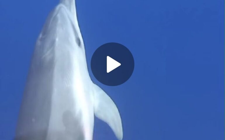 (VIDEO) Delfino danza davanti alla prua di un peschereccio nel mare di Arbatax