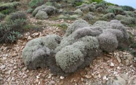 Il Fiordaliso Spinoso, una pianta rarissima che cresce solo in Sardegna: un “fossile vivente” comparso oltre 30 milioni di anni fa
