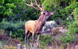 Il cervo sardo: storia del salvataggio di uno degli animali più rappresentativi della nostra Isola