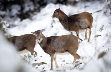 neve e mufloni a villagrande