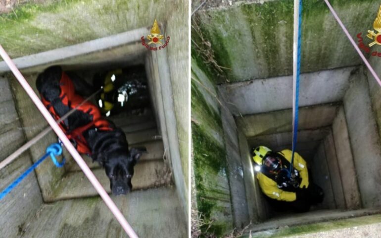 Roma, cane di 70 kg precipita in un pozzo: salvato dai Vigili del fuoco