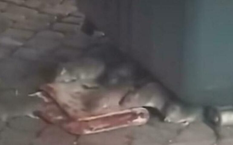 Una comunità di topi si delizia con una pizza rossa a breve distanza dal Vaticano: “Almeno loro non sprecano risorse alimentari”