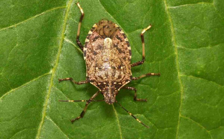 La minaccia della cimice asiatica getta ombra sul settore agricolo del Lazio, con seri rischi per i raccolti ortofrutticoli