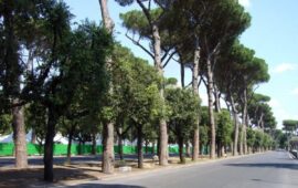 Arriva il primo Masterplan per le alberature di Roma