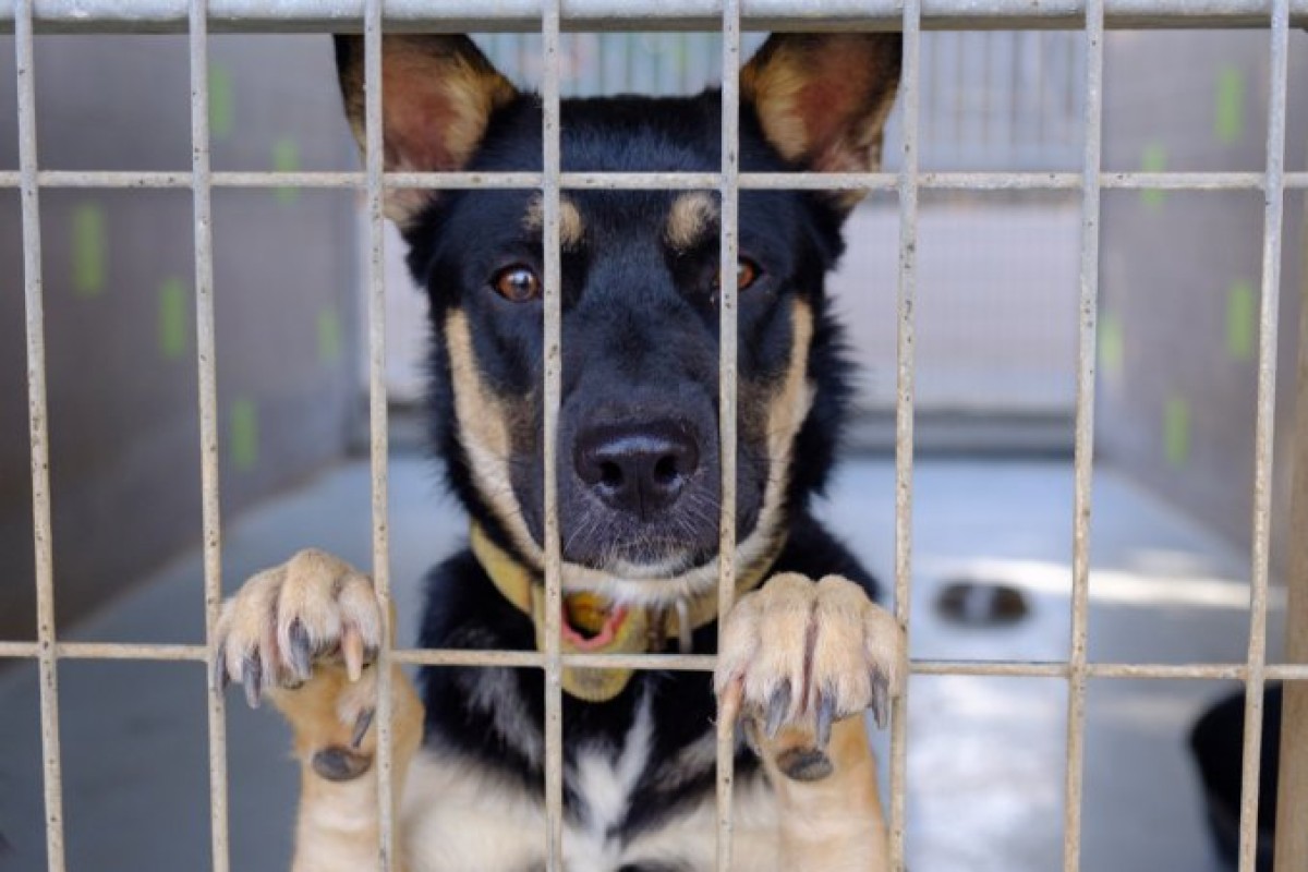 Domenica sarà possibile adottare i cani dei canili di Roma al Parco Schuster