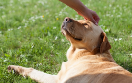 Roma, area cani Parco Petroselli, ok in Giunta a riqualificazione