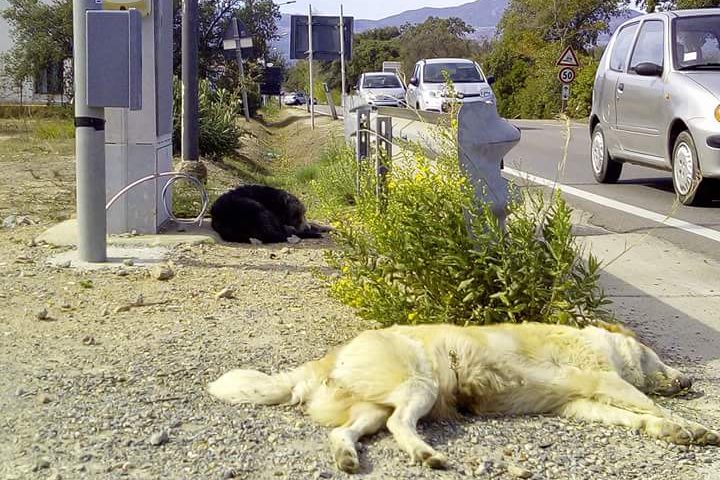 Tortolì, dopo tre giorni di polemiche il cane investito è stato portato via