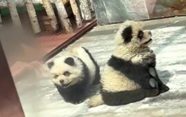 cani panda in cina