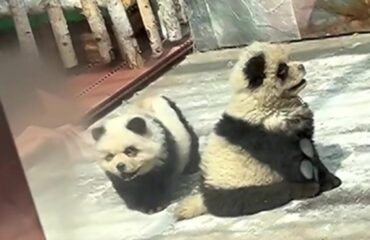 cani panda in cina