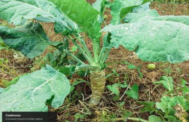 Colatronxo di Alghero - Foto Emanuele Gosamo/Comitato Anglona/Sardegna Agricoltura