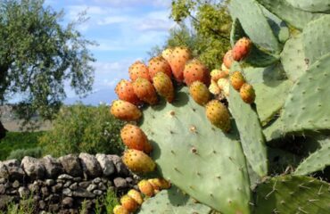 Una pianta di fichi d'india spontanea in Sardegna