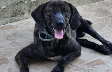 cane disabile in adozione