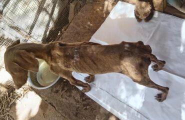 Sardegna, cane in adozione