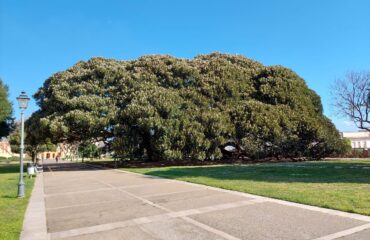 I giganteschi ficus dei Giardini Pubblici di Cagliari