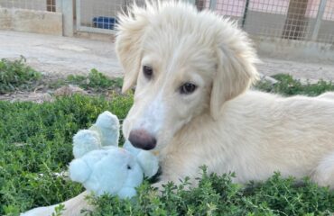 cane sardo in adozione