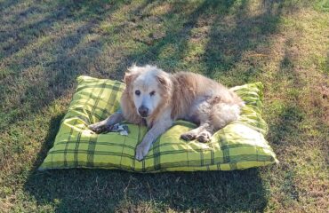 cane anziano in Sardegna