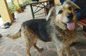 cane in adozione in sardegna